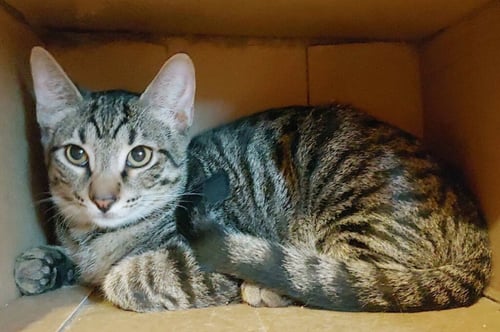 BAKER - Domestic Short Hair available for adoption