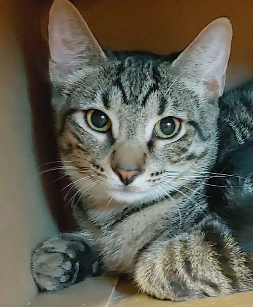 BAKER - Domestic Short Hair available for adoption