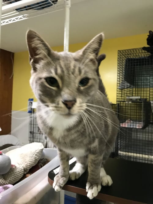 CASHEW - Domestic Short Hair available for adoption