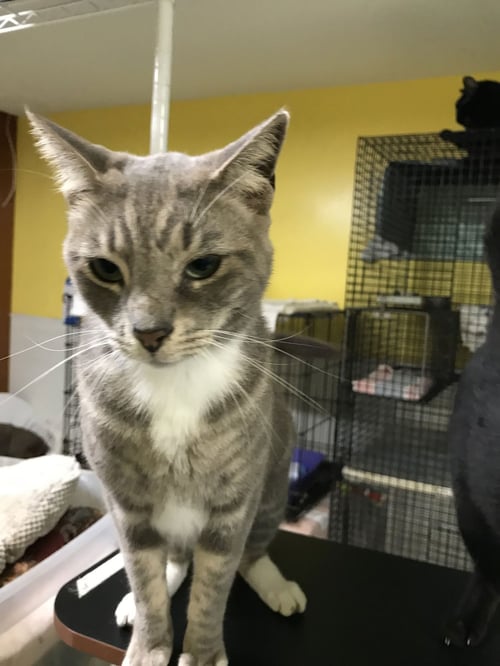 CASHEW - Domestic Short Hair available for adoption