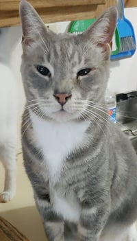 Cashew - Photo 3