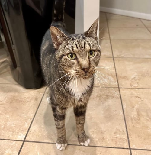 CALVIN - Tabby available for adoption