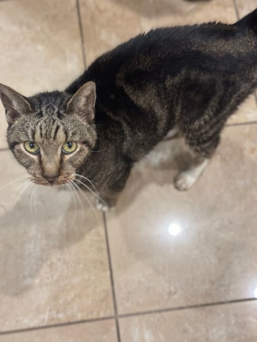 CALVIN - Tabby available for adoption