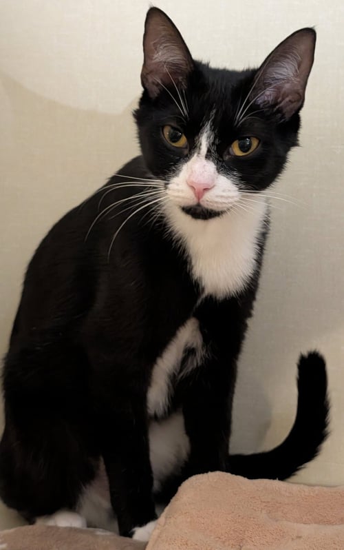 JOLENE - Domestic Short Hair available for adoption