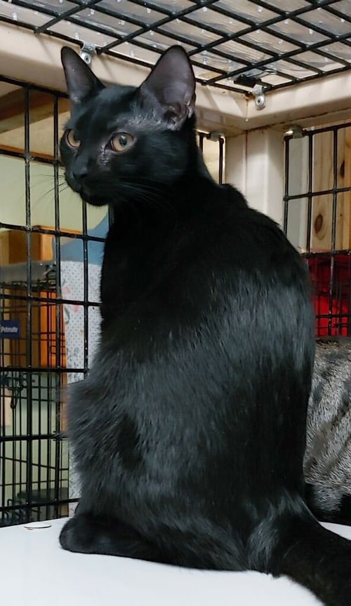 TIFFANY - Domestic Short Hair available for adoption