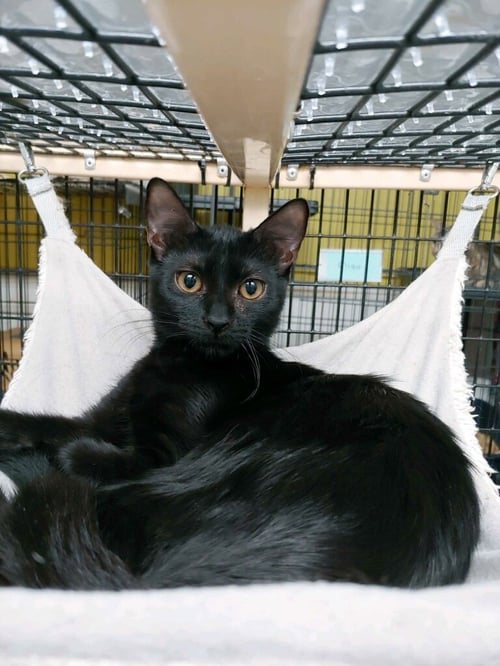 TIFFANY - Domestic Short Hair available for adoption