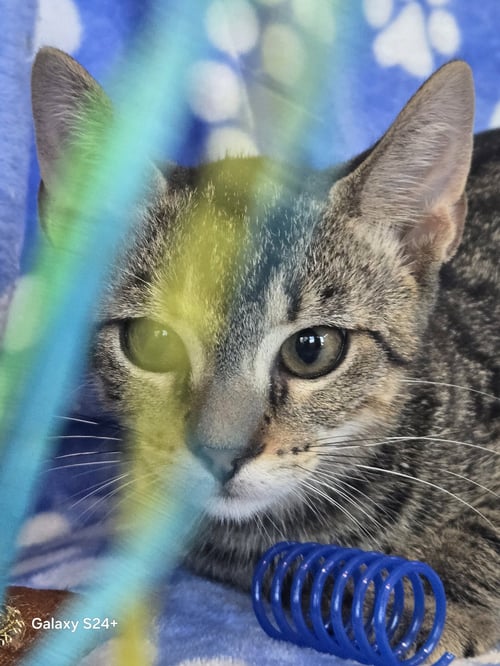 BOGIE - Domestic Short Hair available for adoption