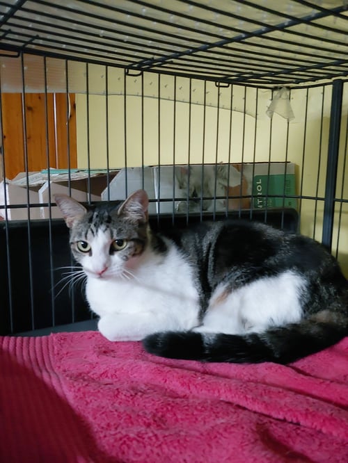 DORIS AKA KIOMI - Domestic Short Hair available for adoption