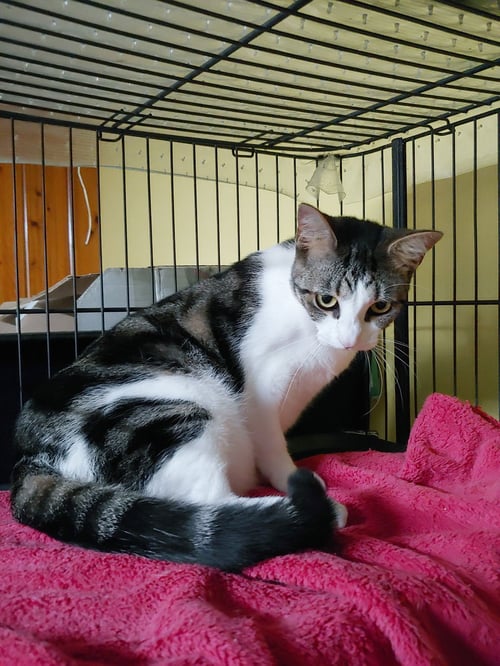 DORIS AKA KIOMI - Domestic Short Hair available for adoption