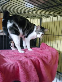 Doris aka Kiomi - Photo 3