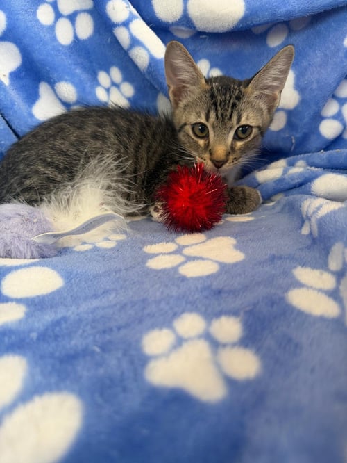 PETER - Tabby / Domestic Short Hair available for adoption