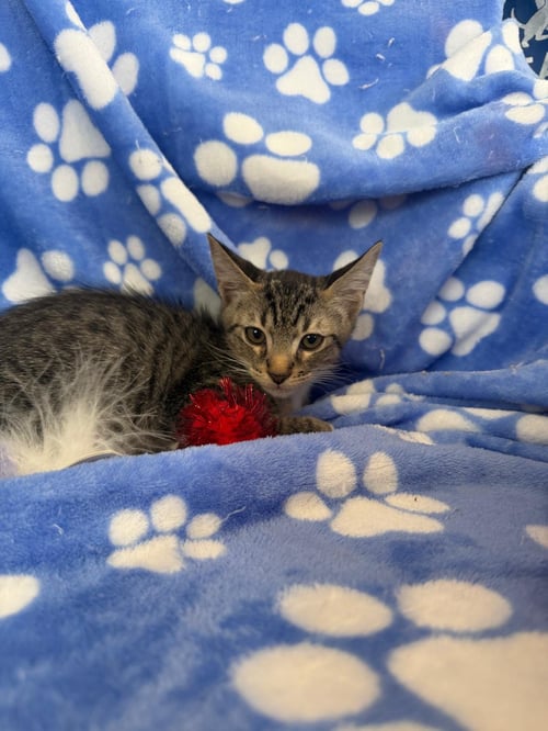 PETER - Tabby / Domestic Short Hair available for adoption