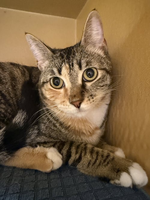 PENNY - Domestic Short Hair available for adoption