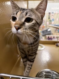 Penny - Photo 1