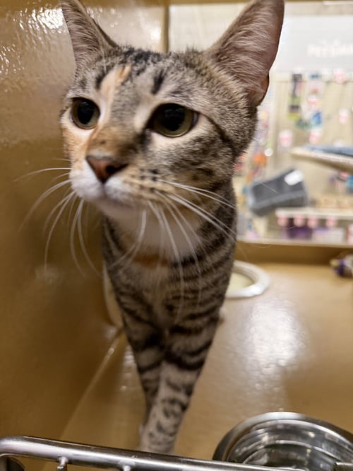 PENNY - Domestic Short Hair available for adoption