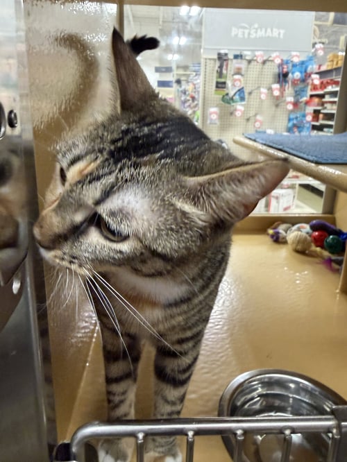 PENNY - Domestic Short Hair available for adoption