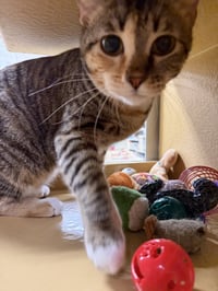 Penny - Photo 7