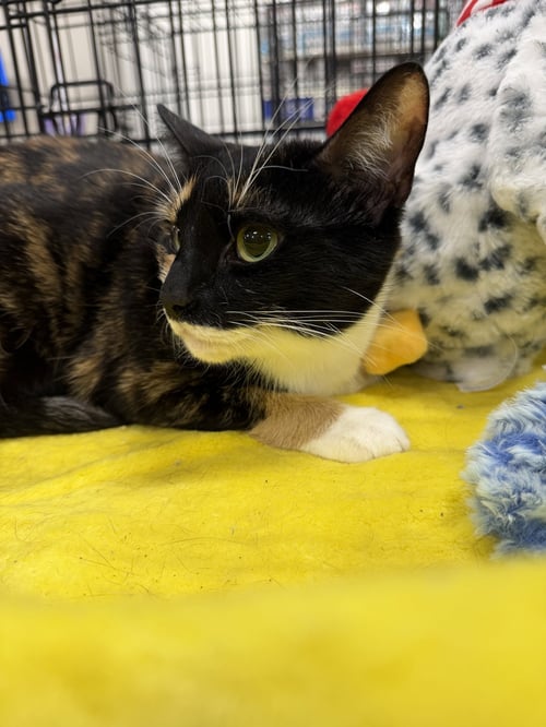 WILLOW 2026 - Calico / Domestic Short Hair available for adoption