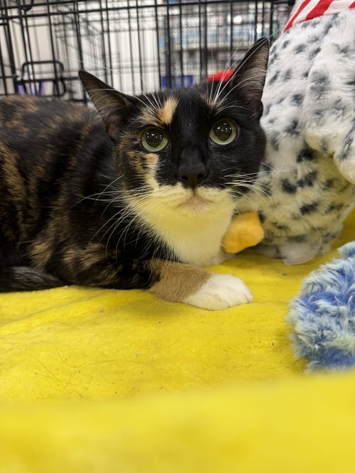 WILLOW 2026 - Calico / Domestic Short Hair available for adoption