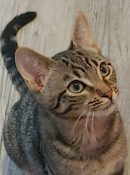 BROCK - Domestic Short Hair available for adoption