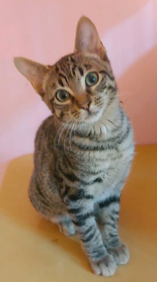 BROCK - Domestic Short Hair available for adoption