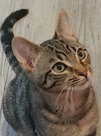 Brock - Photo 1