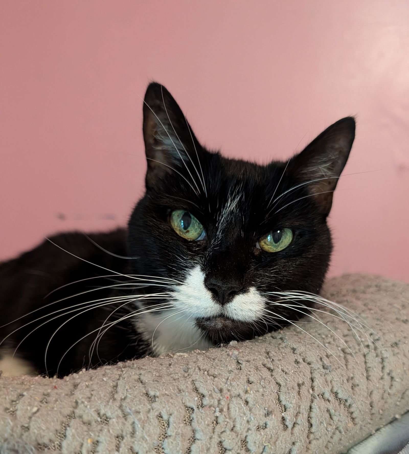 SFINA - Domestic Short Hair available for adoption