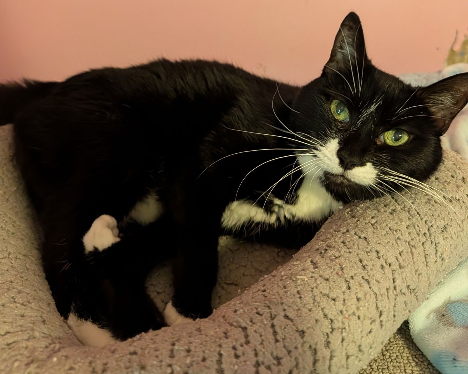 SFINA - Domestic Short Hair available for adoption