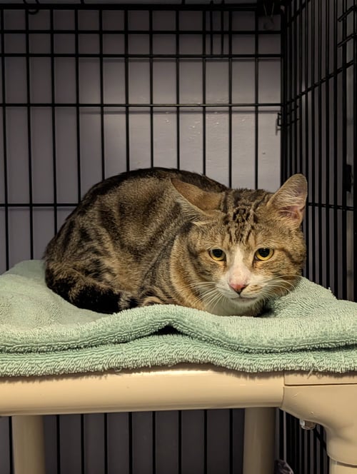 SUNDANCE - Domestic Short Hair available for adoption