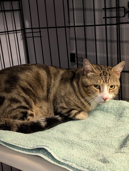 SUNDANCE - Domestic Short Hair available for adoption