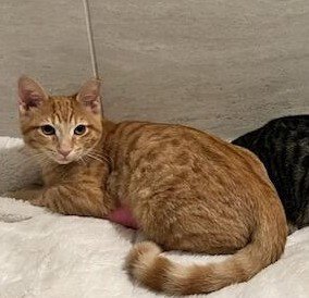 MIMOSA 2025 - Domestic Short Hair available for adoption