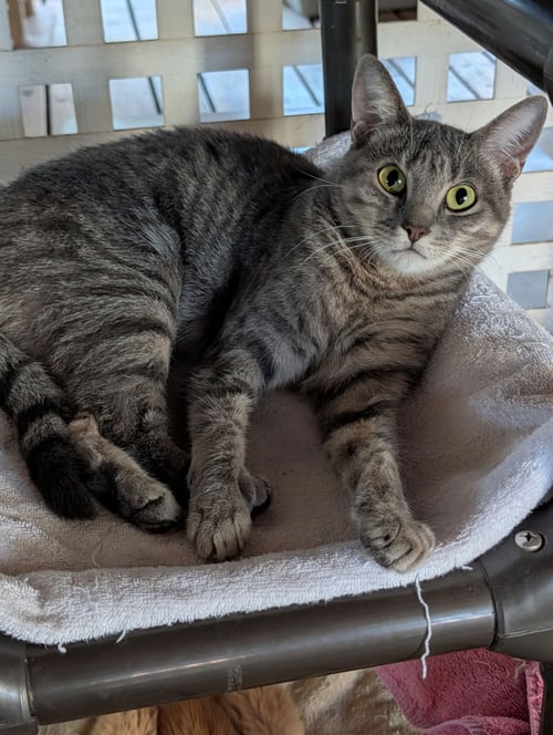 FREYA - Domestic Short Hair available for adoption