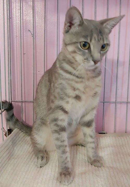 FREYA - Domestic Short Hair available for adoption