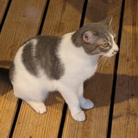 Bam Bam - Photo 2