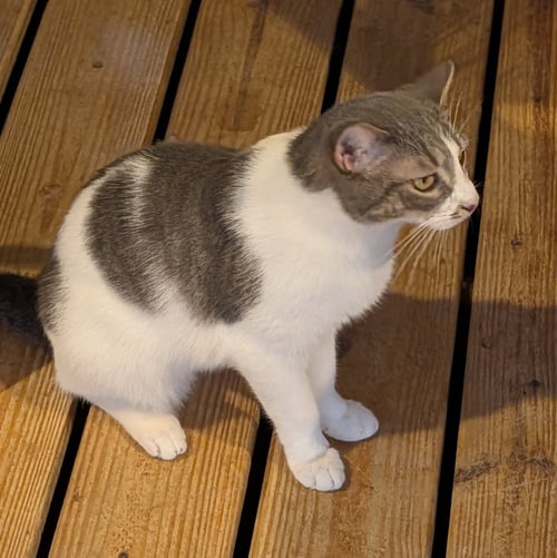 BAM BAM - Domestic Short Hair available for adoption
