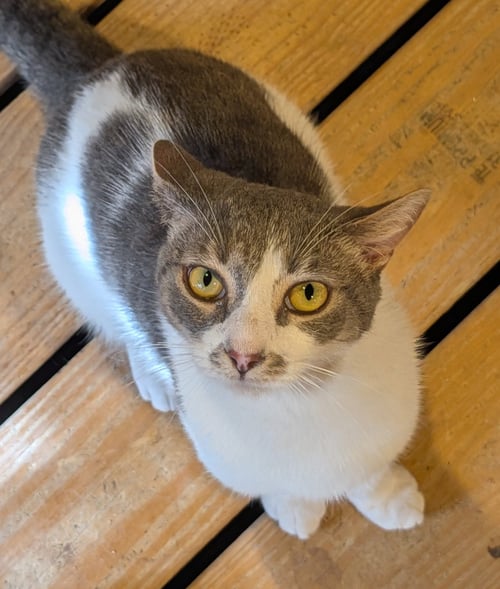BAM BAM - Domestic Short Hair available for adoption