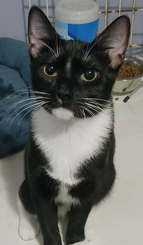 MISCHIEF - Domestic Short Hair available for adoption