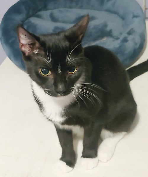 MISCHIEF - Domestic Short Hair available for adoption