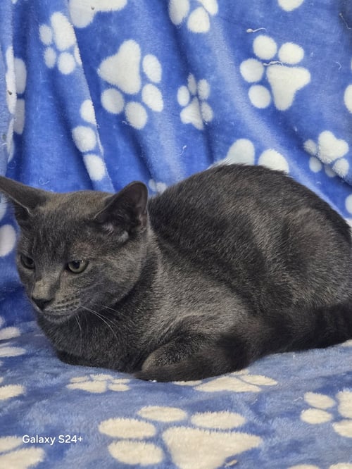 BILLY BOB - Domestic Short Hair available for adoption
