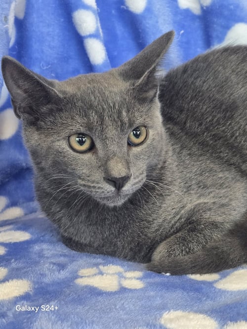 BILLY BOB - Domestic Short Hair available for adoption