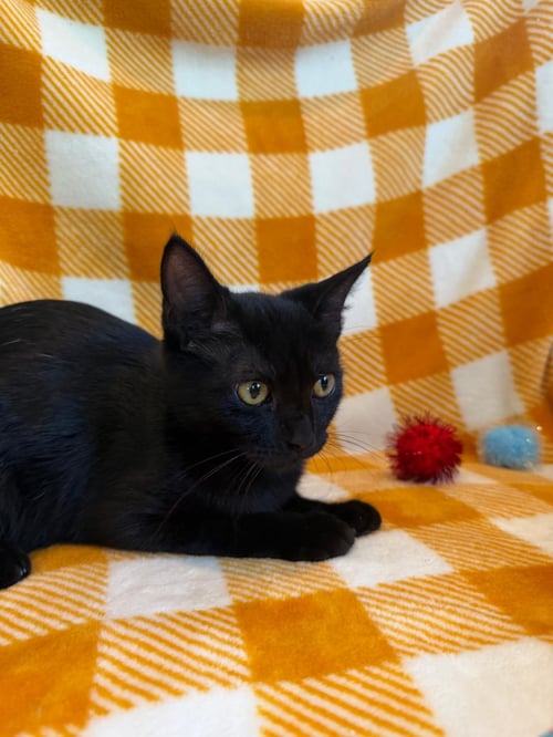 HOLLY 2026 - Domestic Short Hair / Bombay available for adoption