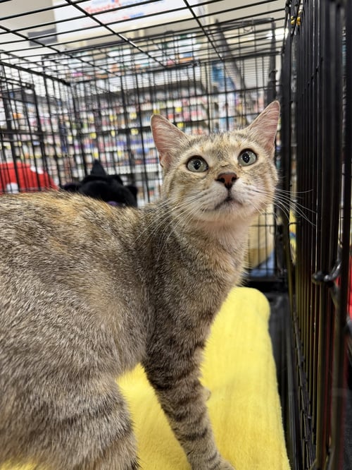 FIONA - Domestic Short Hair available for adoption