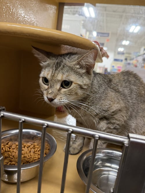 FIONA - Domestic Short Hair available for adoption