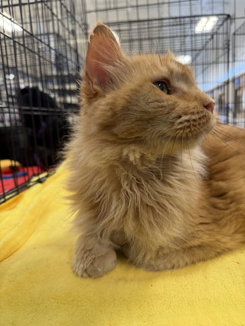 DANTE - Domestic Long Hair / Maine Coon available for adoption