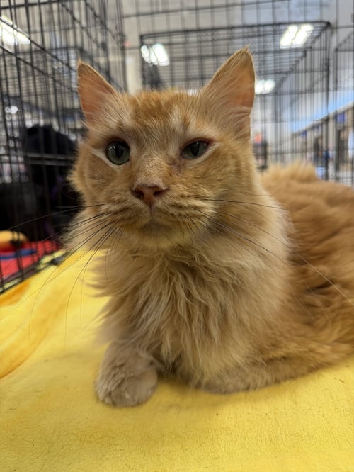 DANTE - Domestic Long Hair / Maine Coon available for adoption