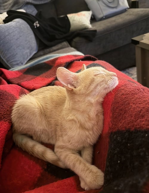 SPRITZ AKA NELSON - Domestic Short Hair available for adoption