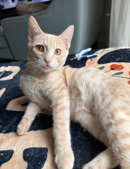 SPRITZ AKA NELSON - Domestic Short Hair available for adoption