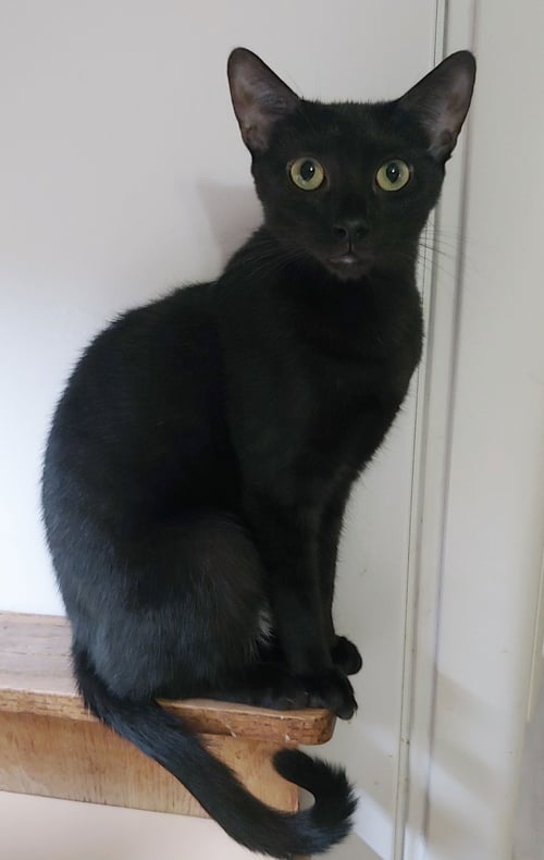 IVY - Domestic Short Hair available for adoption