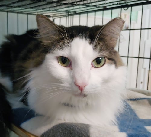 LUCY - Domestic Short Hair available for adoption