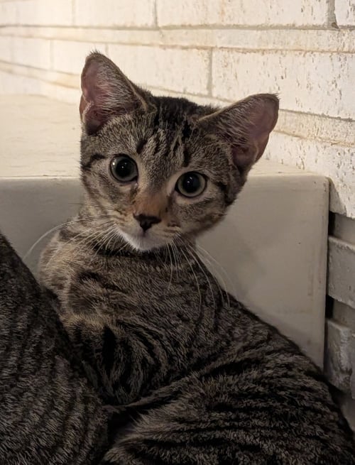 VERONICA - Domestic Short Hair available for adoption